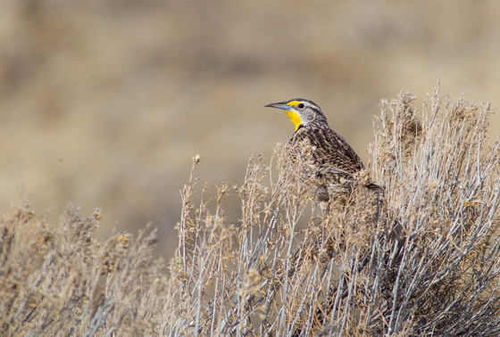 Bear Lake  National Wildlife Refuge Idaho