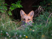 Curious Red Fox