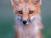 Curious Red Fox