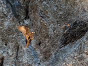 Caribou-Targhee National Forest