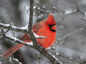Northern Cardinal