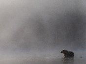 Bear in the Mist