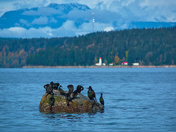 Lighthouse At Cape Mudge