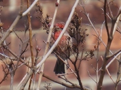House Finch at my House!