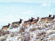 Montpelier Wildlife Management Area