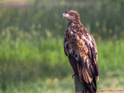 Bear Lake National Wildlife Refuge