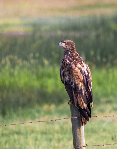 Bear Lake National Wildlife Refuge
