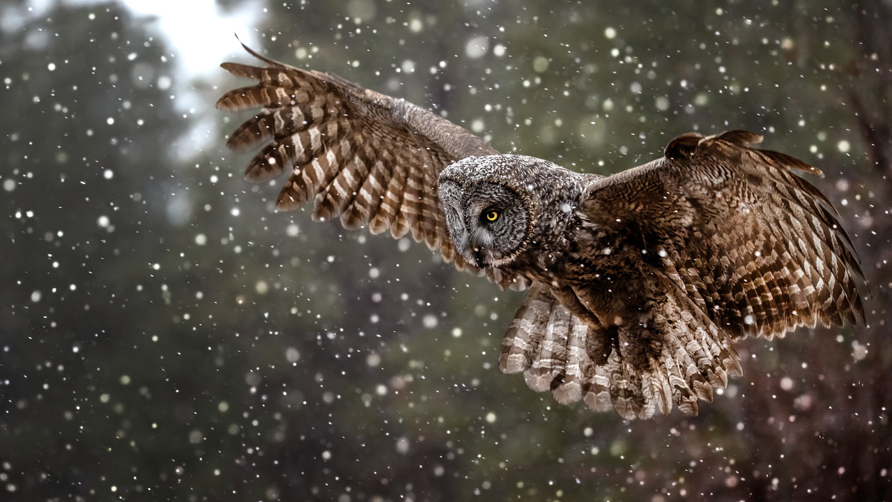 Owl Hunting in the Snow