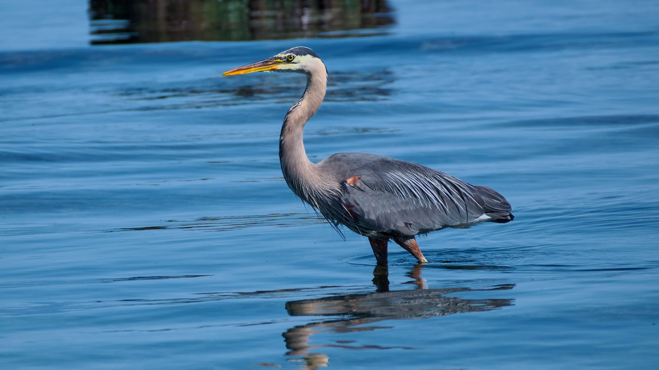 Wading at Low Tide