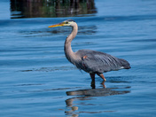 Wading at Low Tide