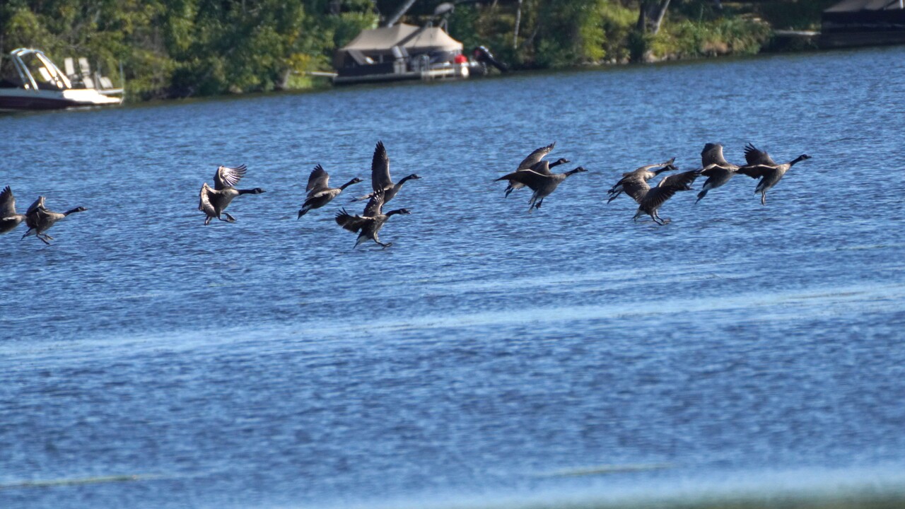 Geese arrival