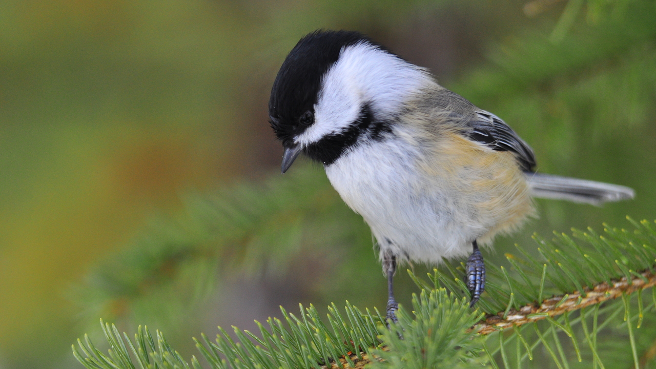 Black- capped chickadee 