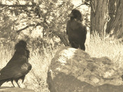 Grand Canyon National Park