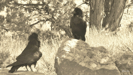 Grand Canyon National Park