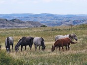 Theodore Roosevelt National Park