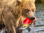 Katmai National Park and Preserve