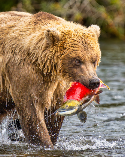 Katmai National Park and Preserve