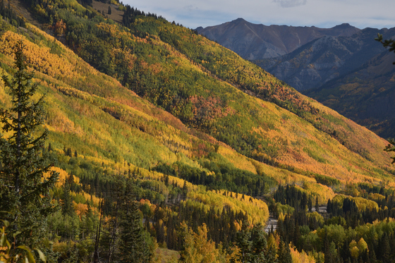 Uncompahgre National Forest