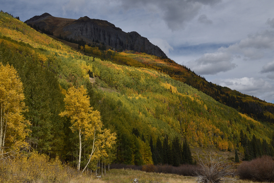 Uncompahgre National Forest