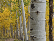 Uncompahgre National Forest