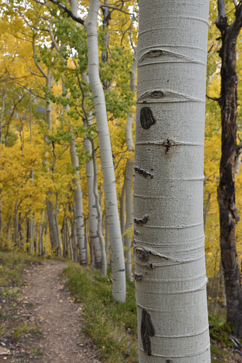 Uncompahgre National Forest