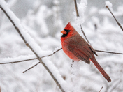Northern Cardinal 