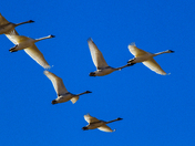 Bear Lake National Wildlife Refuge