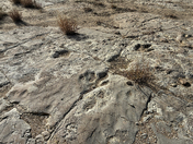 Commanche National Grasslands