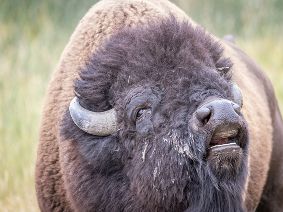 Yellowstone National Park