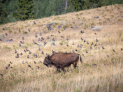 Yellowstone National Park