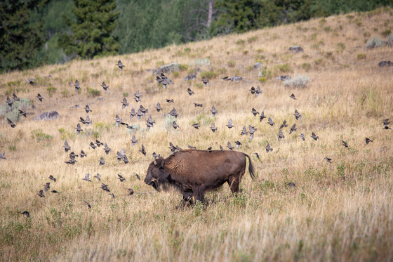 Yellowstone National Park