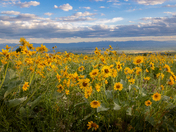 North Cottonwood Trail