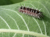 Rocky Mountain Arsenal and Wildlife Refuge