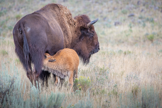 Yellowstone National Park