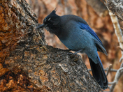 Rocky Mountain National Park 