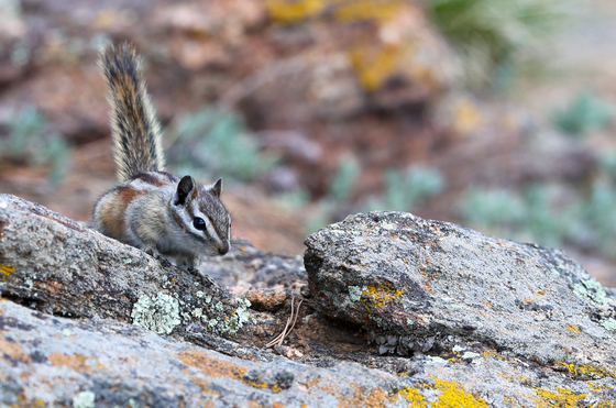 Rocky Mountain National Park 
