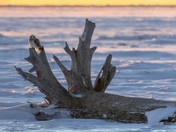 Short-eared owl enjoying sunrise 