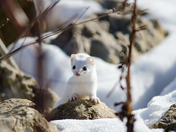 Stoat Hunting
