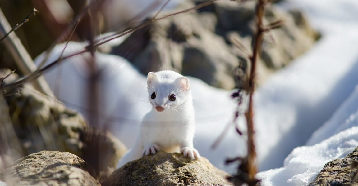 Stoat Hunting