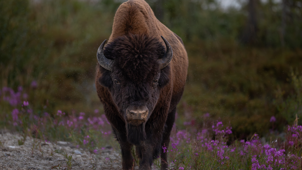 Frolic through the flowers