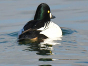 Male Common Goldeneye