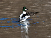 Male Common Goldeneye