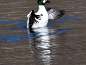 Male Common Goldeneye