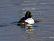 Male Common Goldeneye