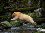 Spirit Bear