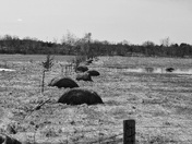 Hay left to rot 