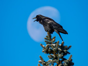 Raven Moon