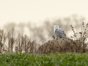 snowy owl sunset 