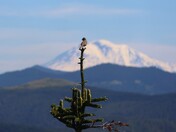 Gifford Pinchot National Forest