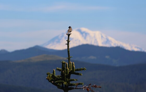 Gifford Pinchot National Forest